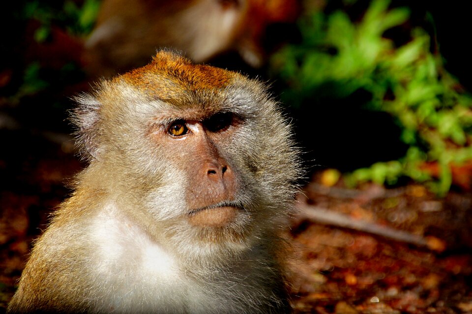 Mammal close up portrait photo