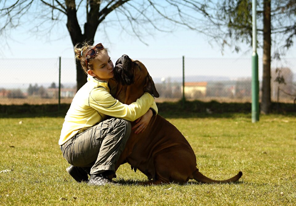 Mastiffs mastiff woman