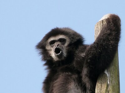 Gibbon white hands animals great apes