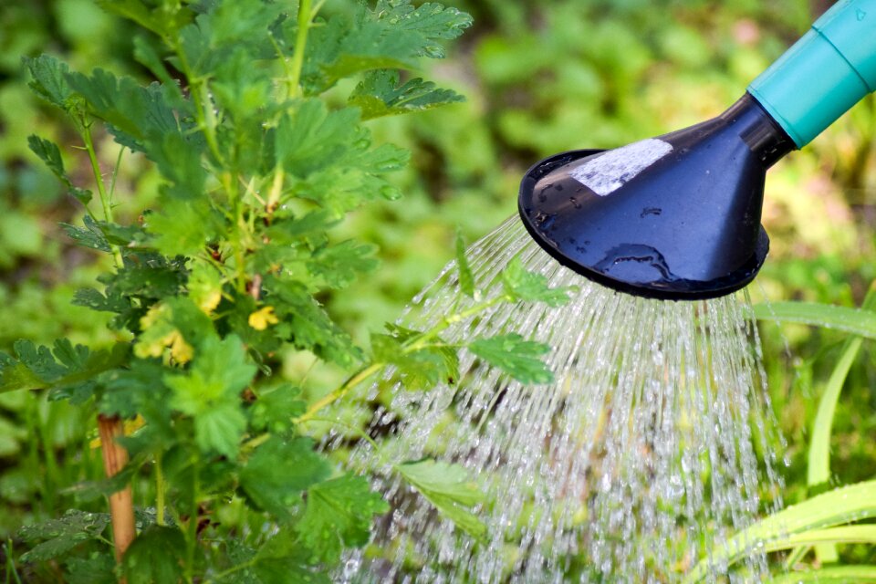 Plant watering casting water