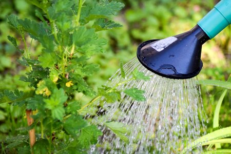 Plant watering casting water