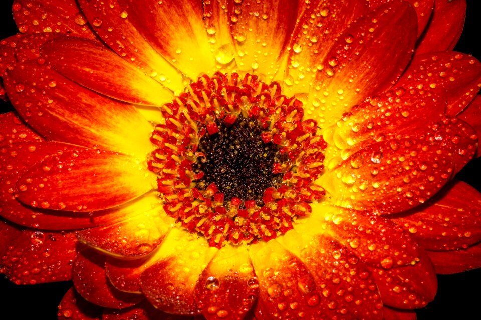 Wet macro close up