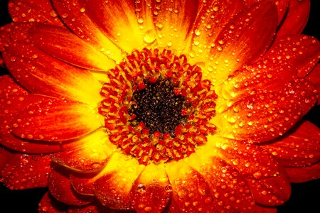 Wet macro close up