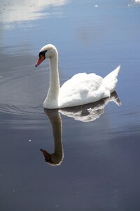 Swim mirroring mirrored photo