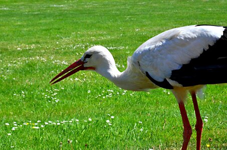 Cover image fauna nature