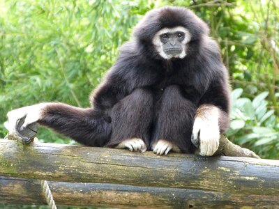 Gibbon white hands monkeys animals