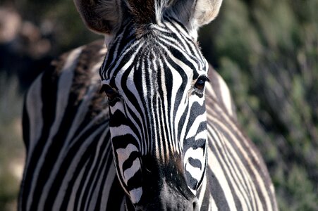 Nature striped mammal