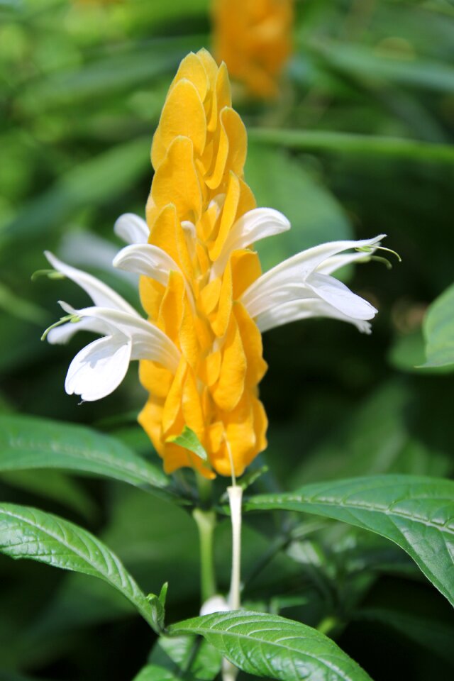 Tropical flower exotic