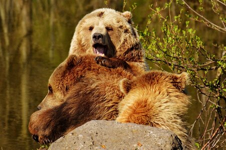 Water brown bear wild animal