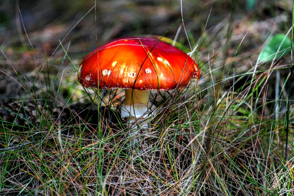 Close up forest forest mushroom