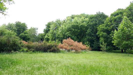 20200614_142436_Park_Szarych_Szeregów_in_Łódź