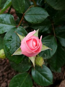 Flowers tender rose bud