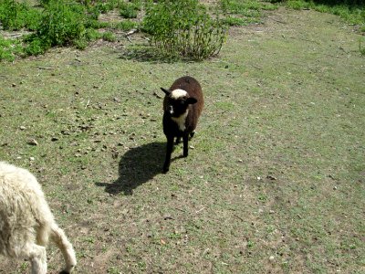 20200606Ovis_aries2
