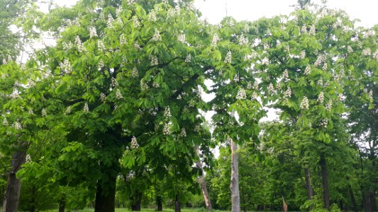 20200531_142731_Park_Źródliska_in_Łódź_May_2020