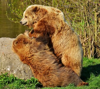 Brown bear wild animal dangerous