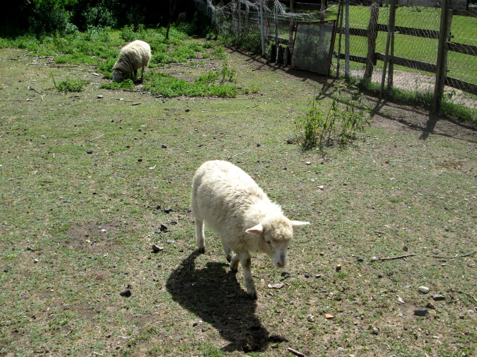 20200606Ovis_aries3