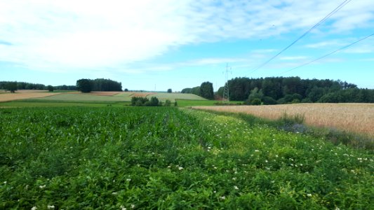 20200705_095841_Nowosolna,_Lodz_Voivodeship