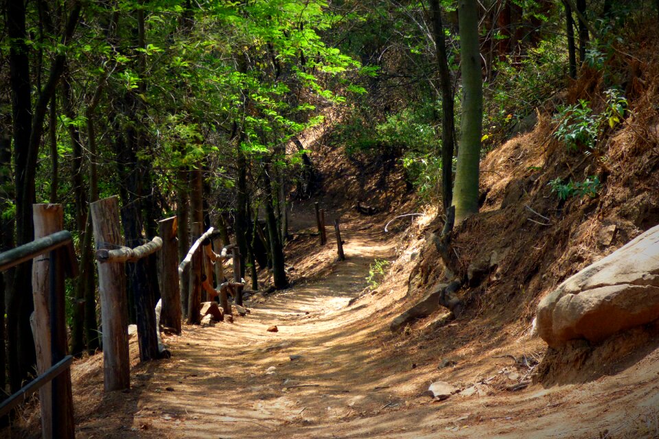 Path nature landscape