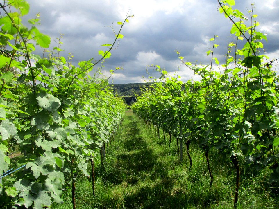 20210715Weinberg_Eschringen3