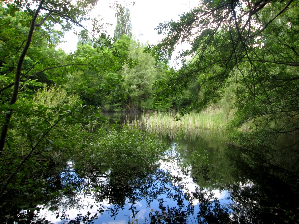 20200621Teich_St._Arnualer_Wiesen5