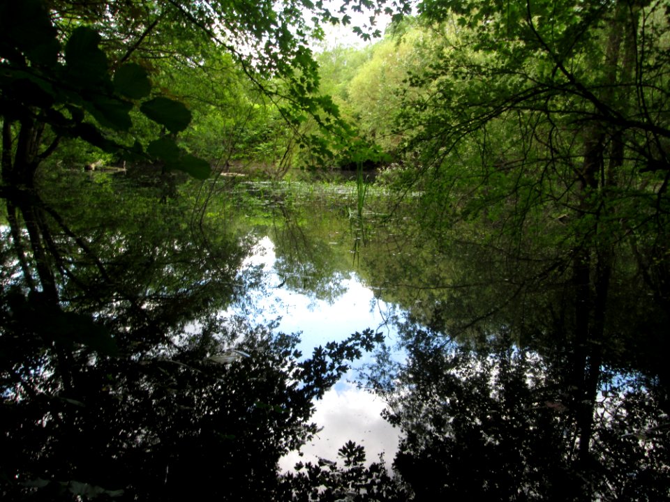 20200621Teich_St._Arnualer_Wiesen6