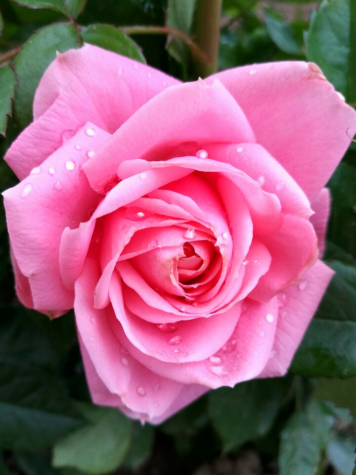 Garden flower nature