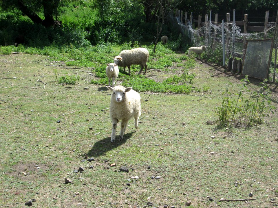 20200606Ovis_aries1