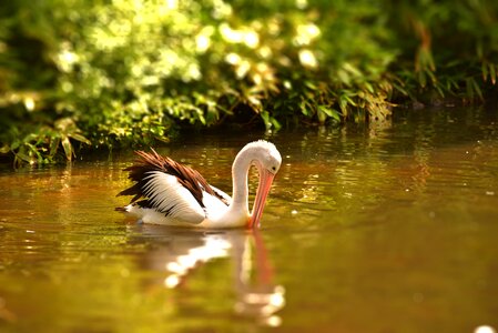 Animal nature swim