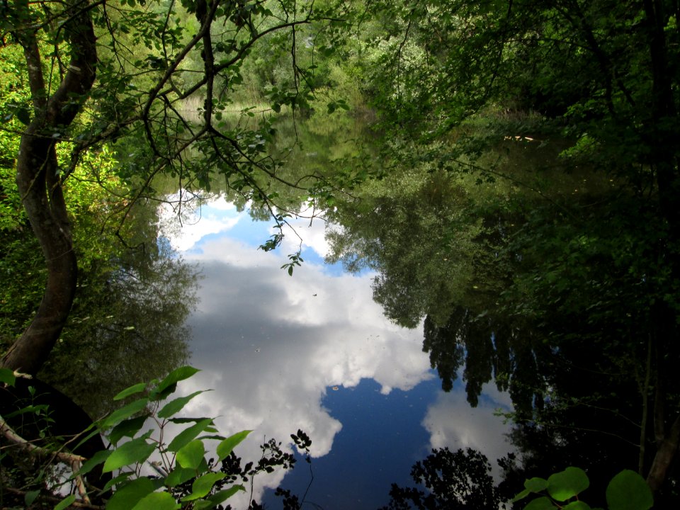 20200621Teich_St._Arnualer_Wiesen4