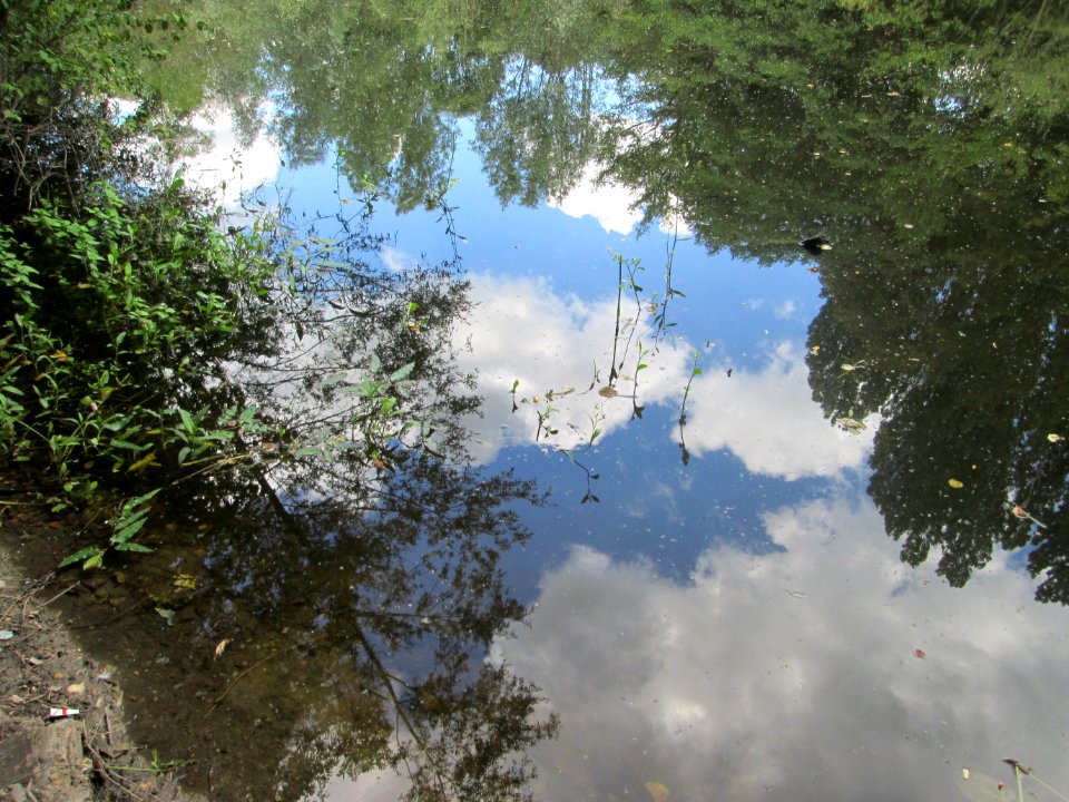20200621Teich_St._Arnualer_Wiesen1