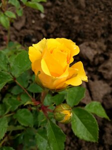 Tender rose beautiful flower nature