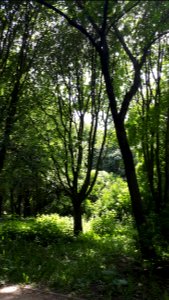 20200614_143810_Park_Szarych_Szeregów_in_Łódź_June_2020