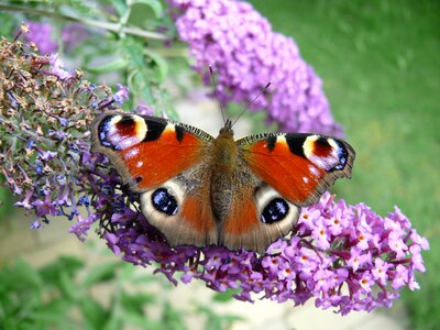 Butterfly peacock butterfly summer lilac