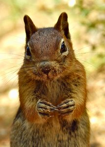 Animal squirrel cute
