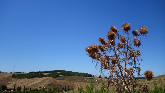 Prickly pointed heat