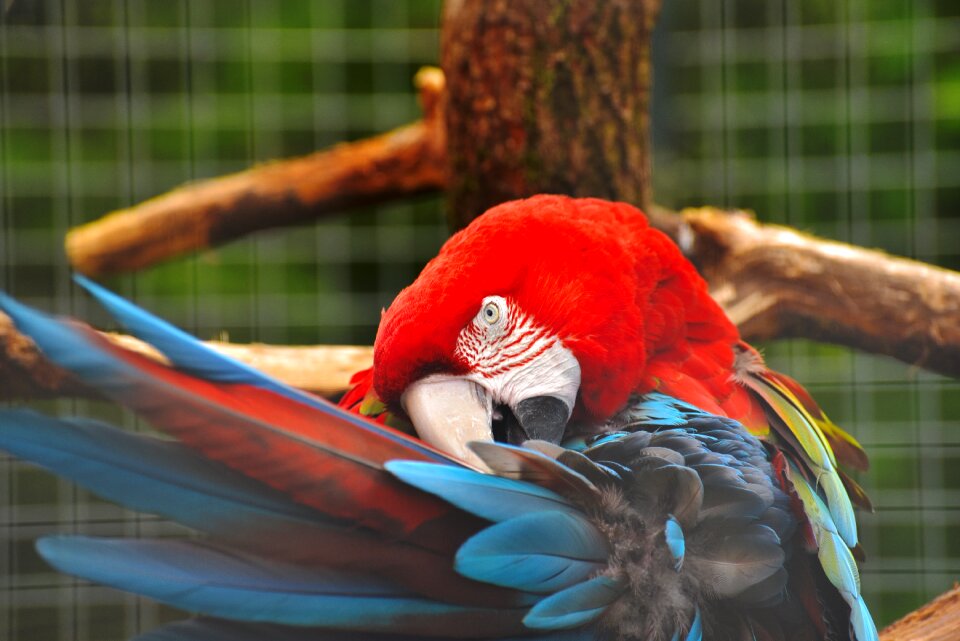 Colorful plumage animal