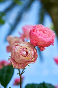 Love nature spring flowers