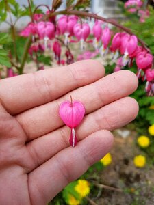 Spring flowers hart landscape