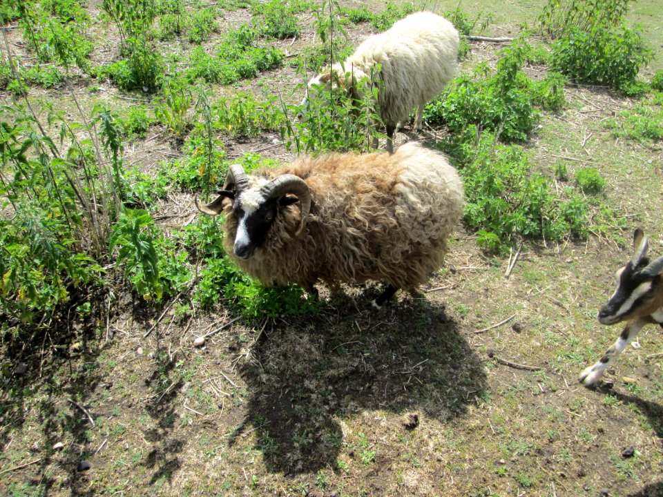 20200606Ovis_aries6