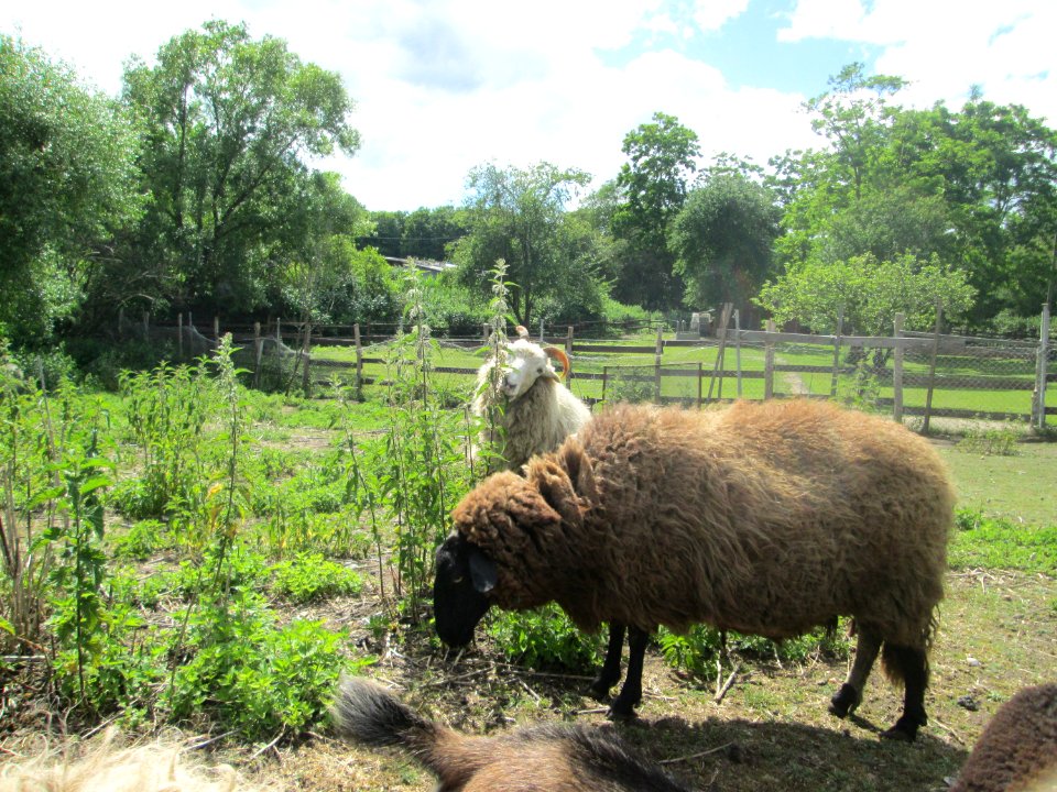 20200606Ovis_aries4