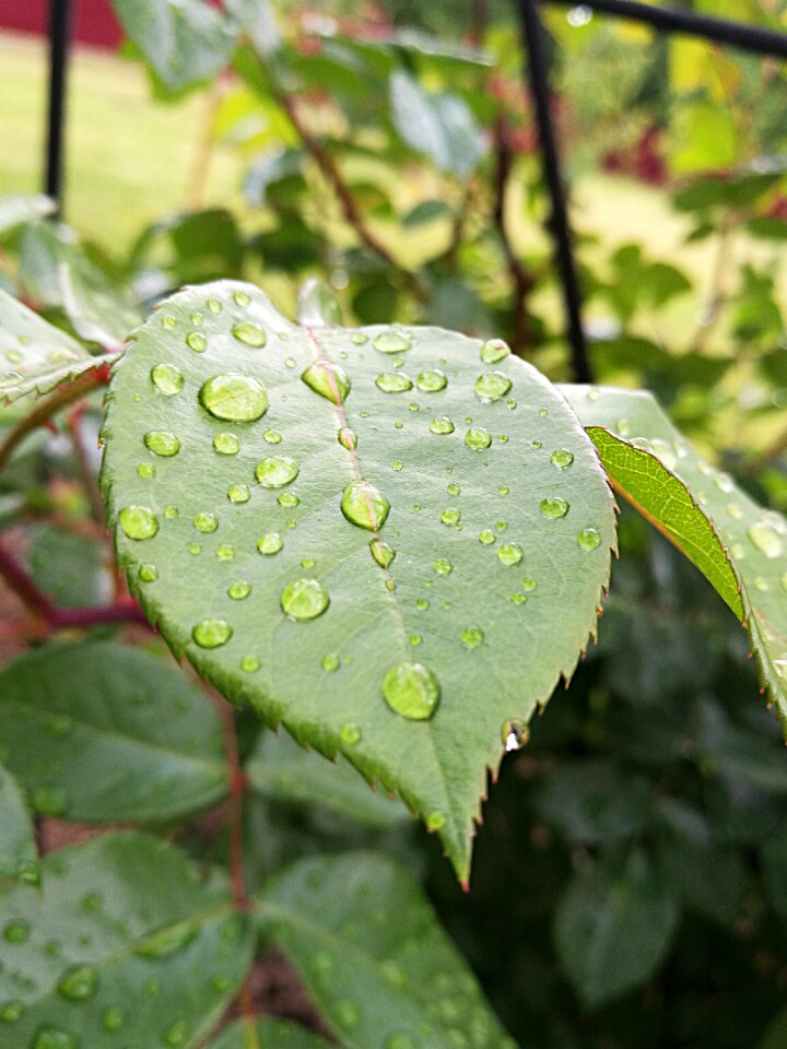 Leaves garden drops of water