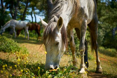 Thoroughbred horse white horse grassland