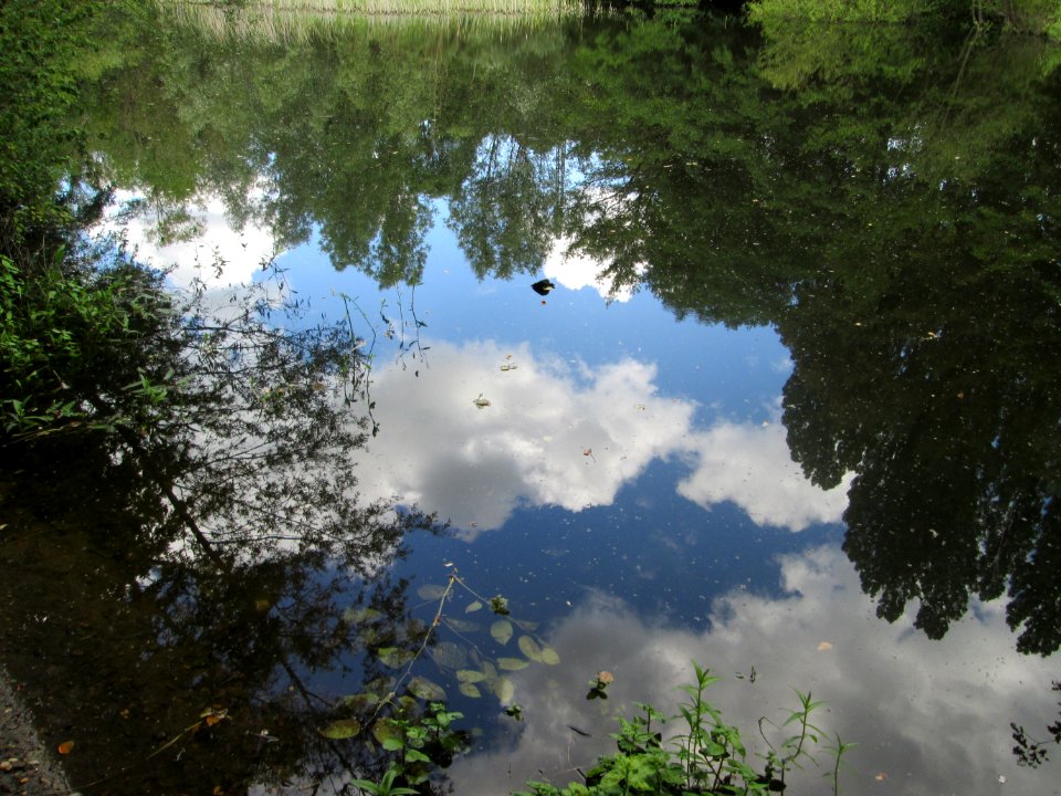 20200621Teich_St._Arnualer_Wiesen2