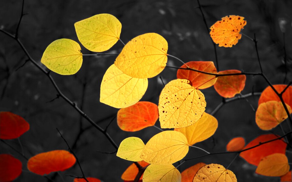 Deciduous tree autumn light lighting