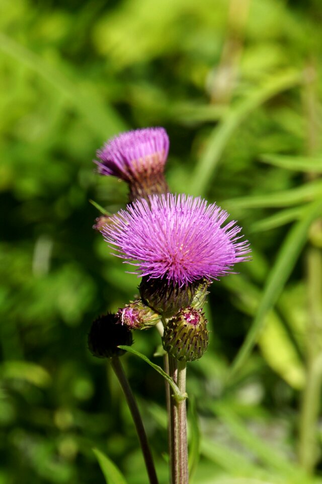 Thistle wildflowers purple