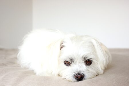 Pets pup white dog