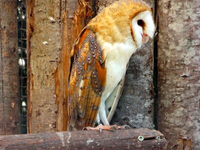 Tylo alba strigiformes raptor