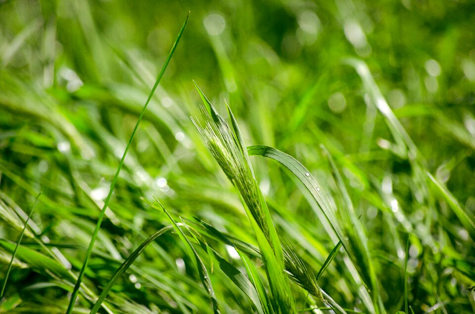 Environment spring ecology