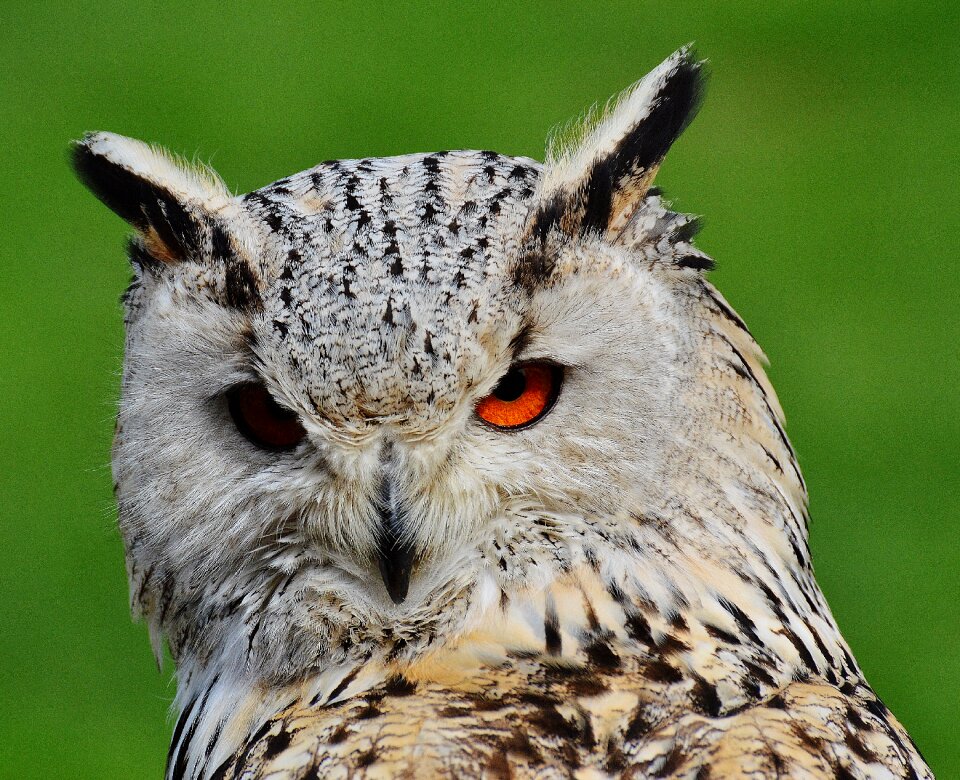 Feather eagle owl animals