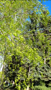 20200423_165451_Park_Piłsudskiego_in_Łódź_April_2020